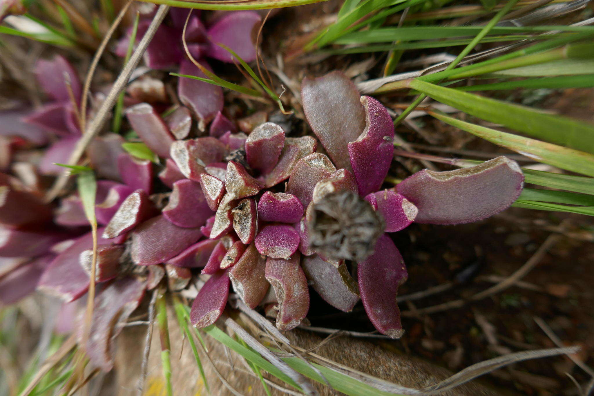 Image of Delosperma carolinense N. E. Br.