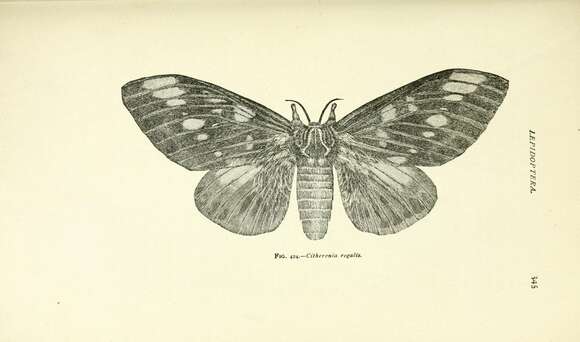 Image of Regal Moth