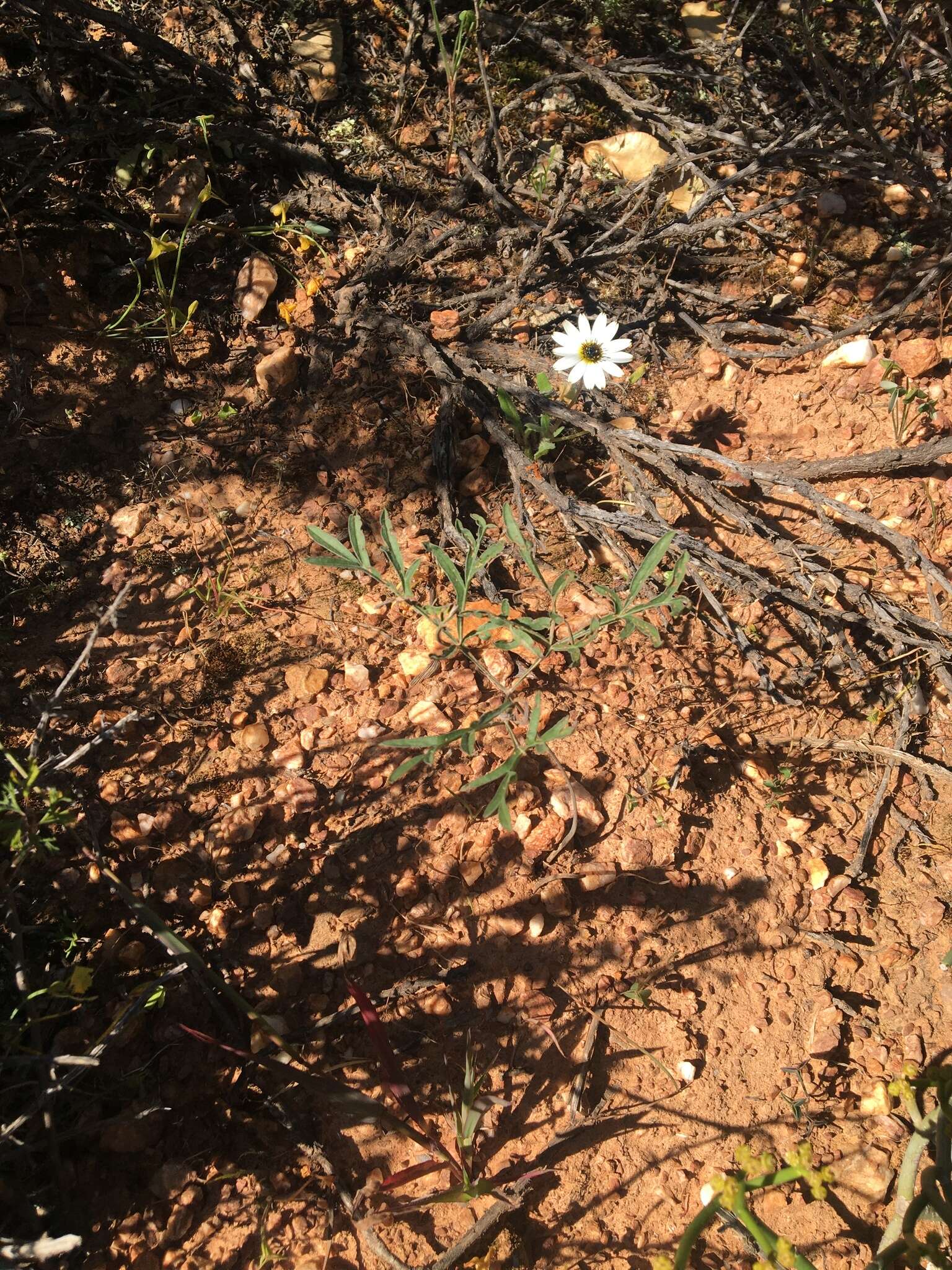 Image of Pelargonium luteolum N. E. Brown