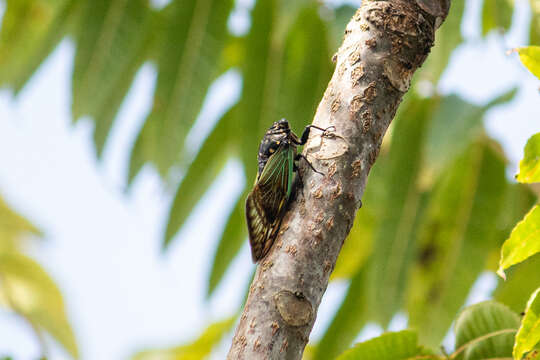 Sivun Cryptotympana fumipennis (Walker & F. 1858) kuva