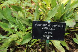 Image of Iostephane heterophylla (Cav.) Benth.