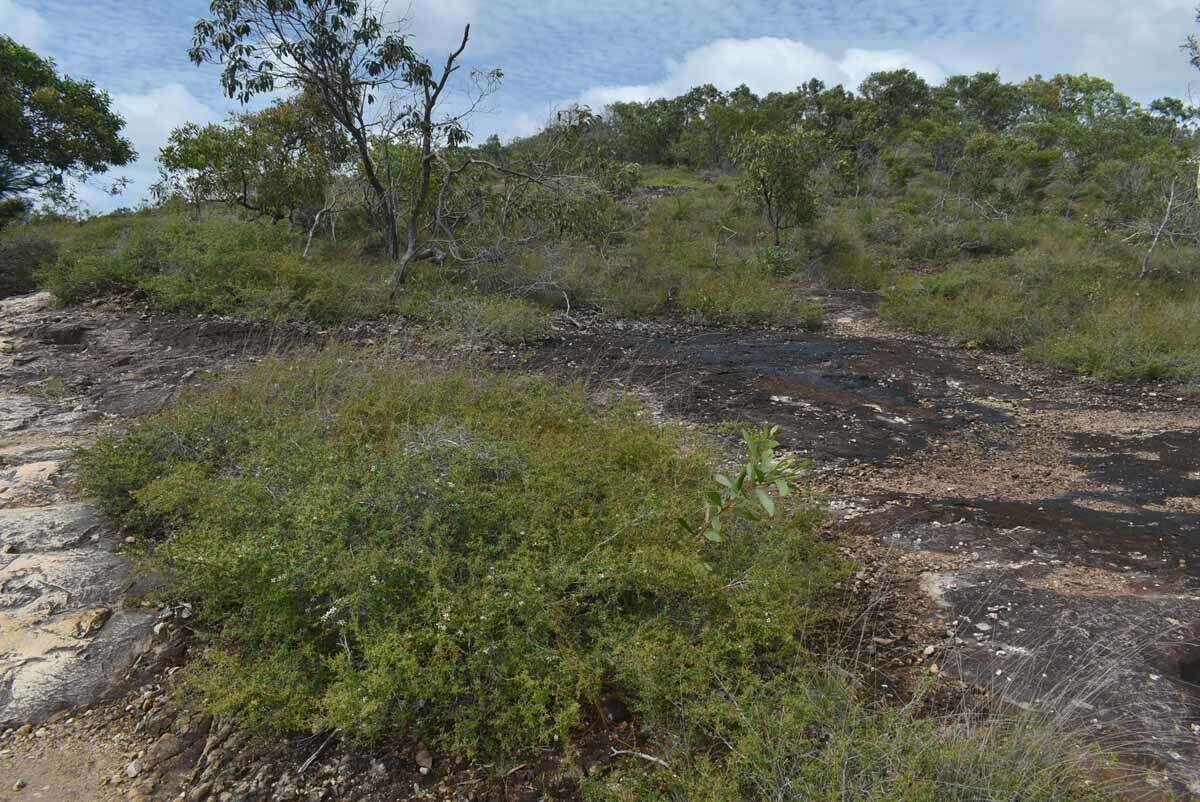 Image of Leptospermum semibaccatum Cheel