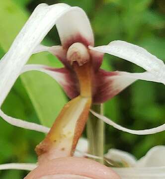 Image of Maxillaria ecuadorensis Schltr.