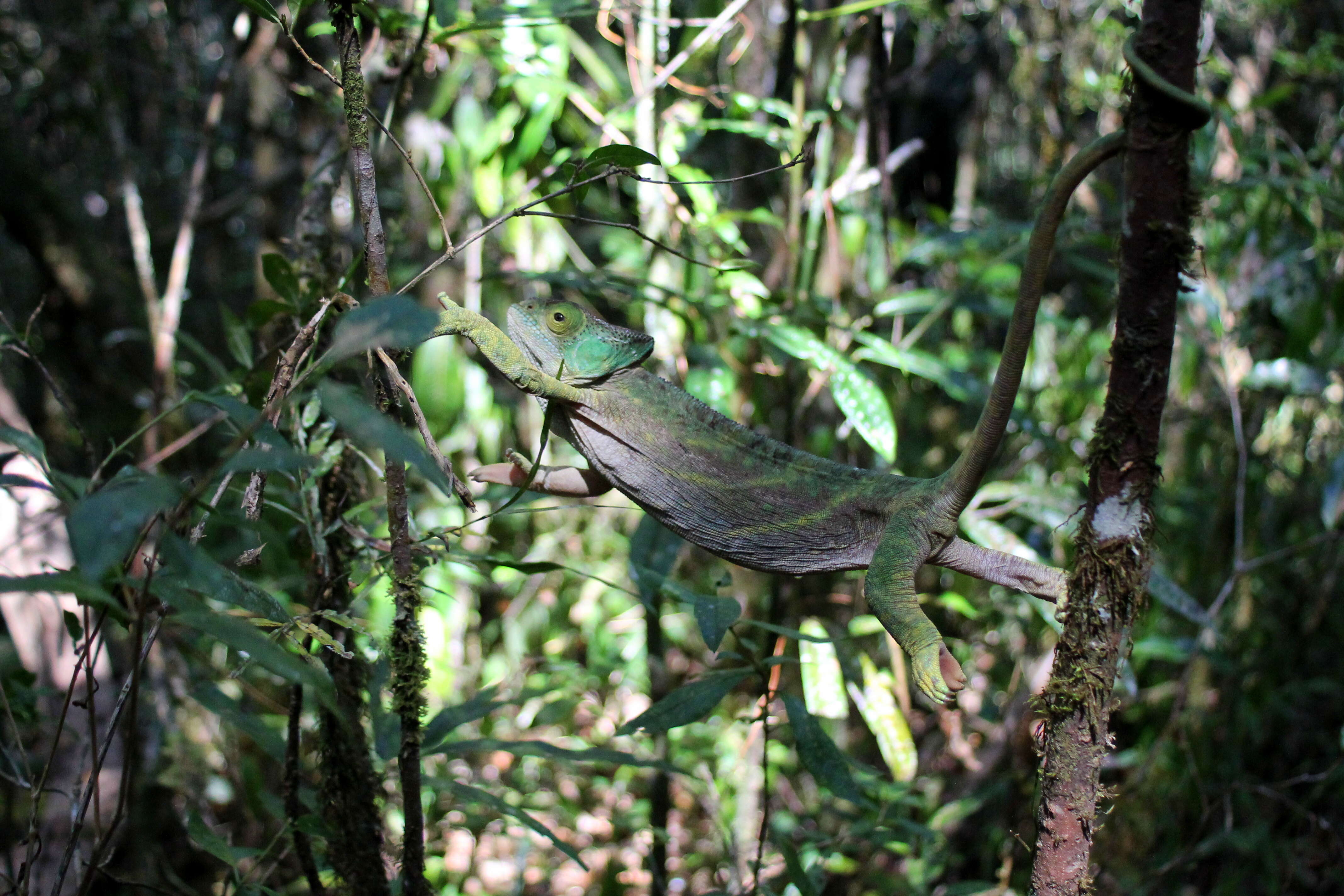 Image of Parson's Chameleon