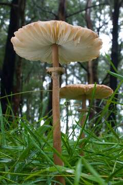 Image of Macrolepiota clelandii Grgur. 1997