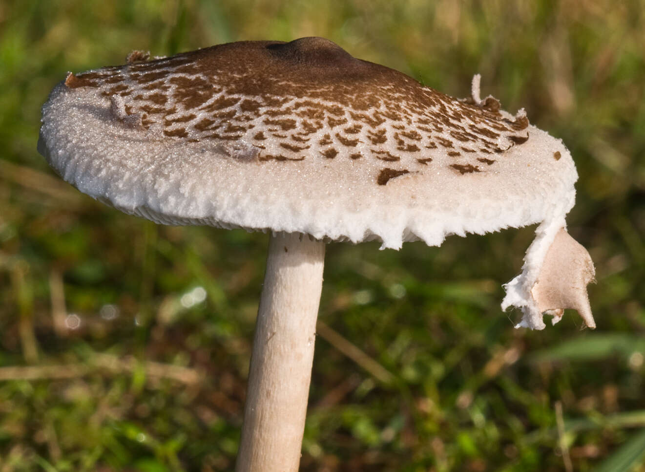 Image of Macrolepiota clelandii Grgur. 1997