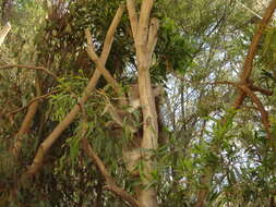 Image of koalas