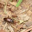 Image of Lobopoda (Lobopoda) opacicollis Champion 1888