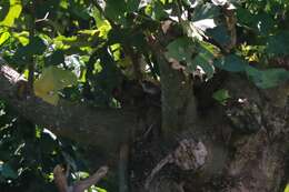 Image of Cabanis's Ground Sparrow