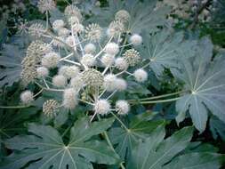 Image of fatsia