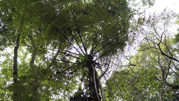 Image of Cyathea costaricensis (Mett. ex Kuhn) Domin