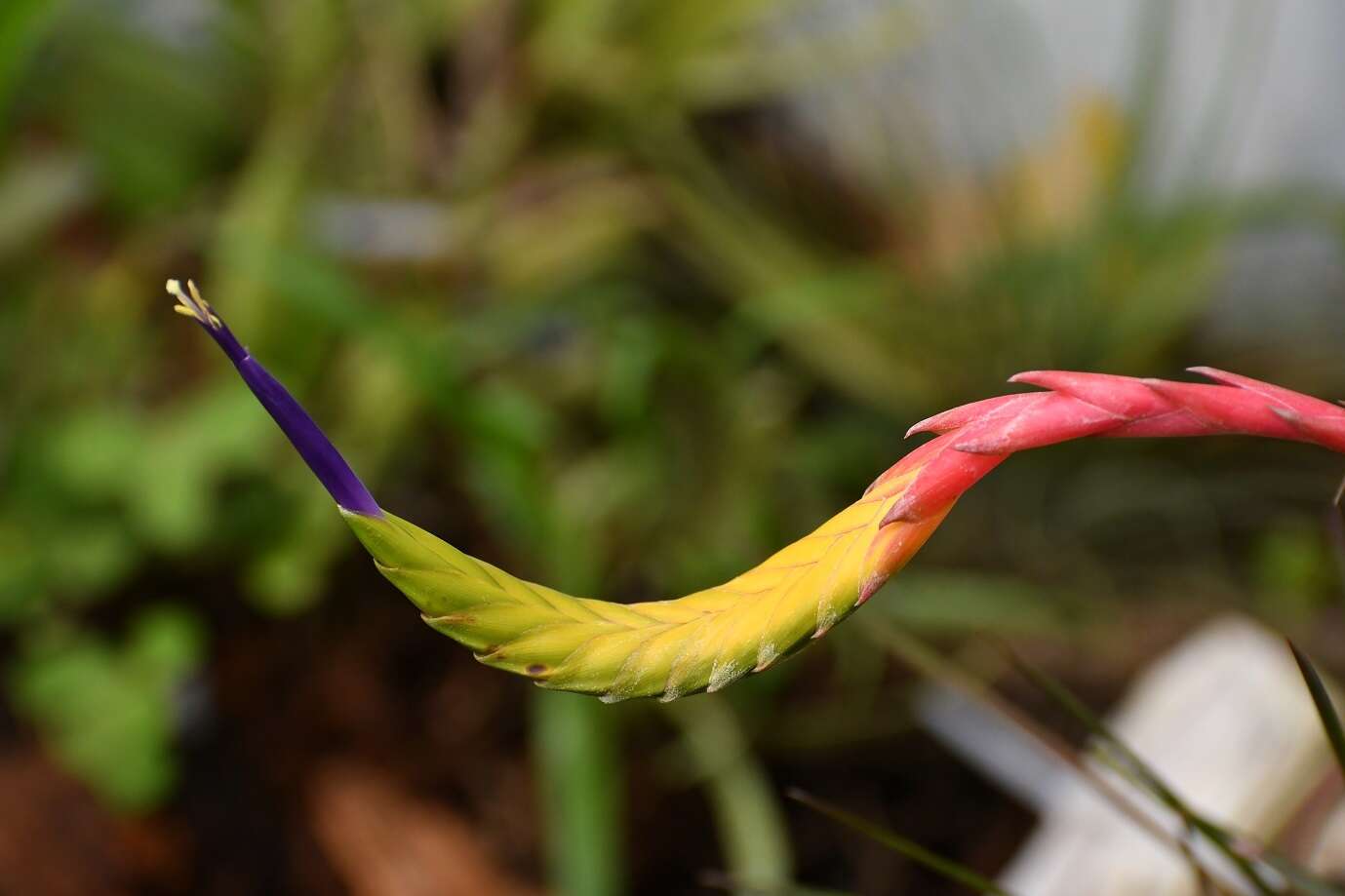 Image de Tillandsia tricolor Schltdl. & Cham.