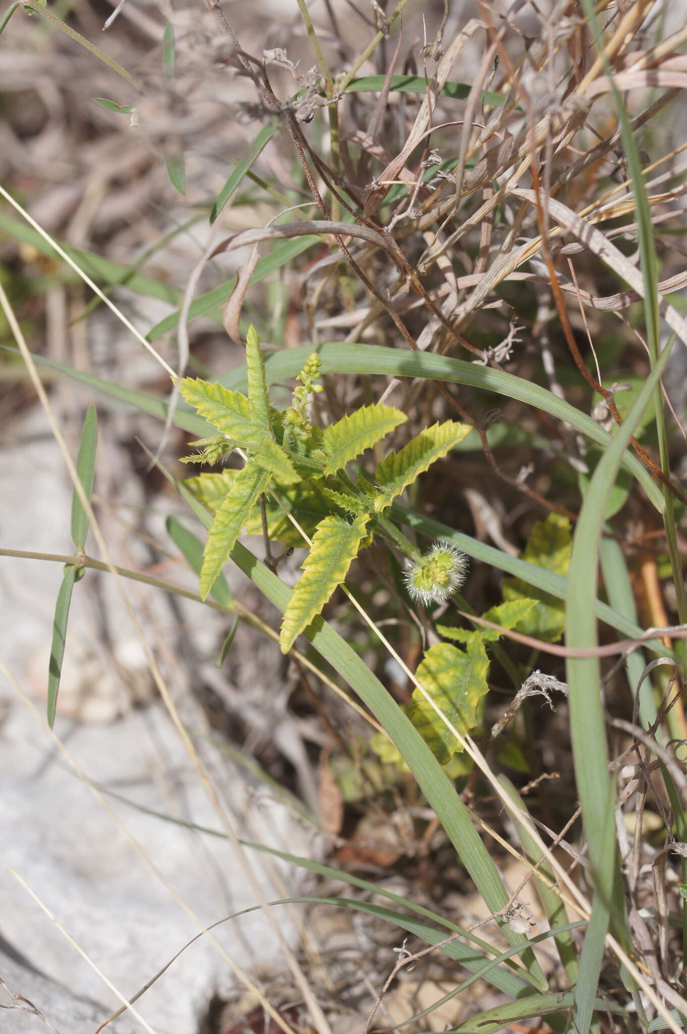 صورة Tragia amblyodonta (Müll. Arg.) Pax & K. Hoffm.