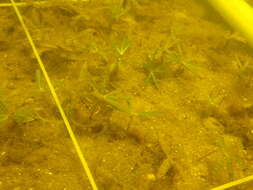 Image of Engelmann's Sea-Grass