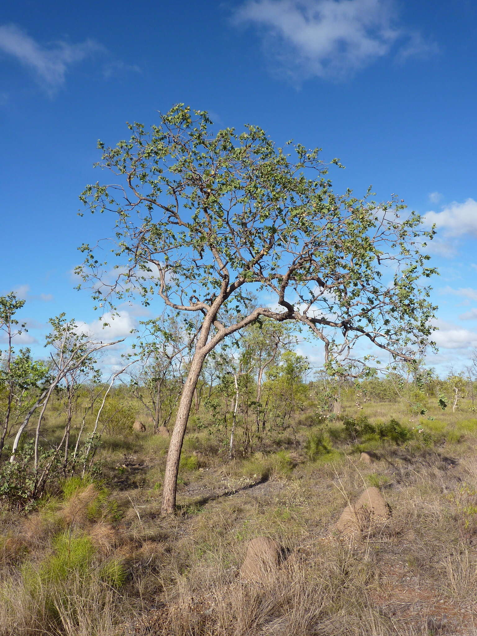 Image of Corymbia setosa (Schauer) K. D. Hill & L. A. S. Johnson