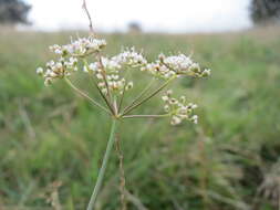 Imagem de Pimpinella saxifraga L.