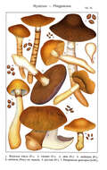 Image of Cortinarius elatior Fr. 1838