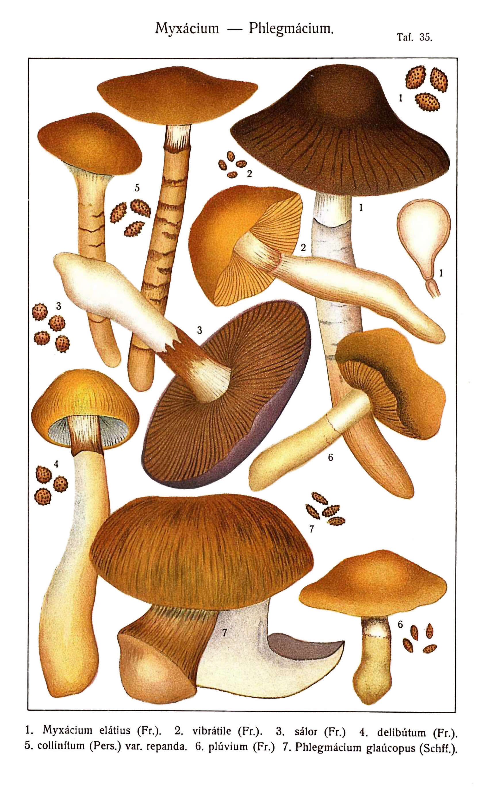 Image of Cortinarius elatior Fr. 1838