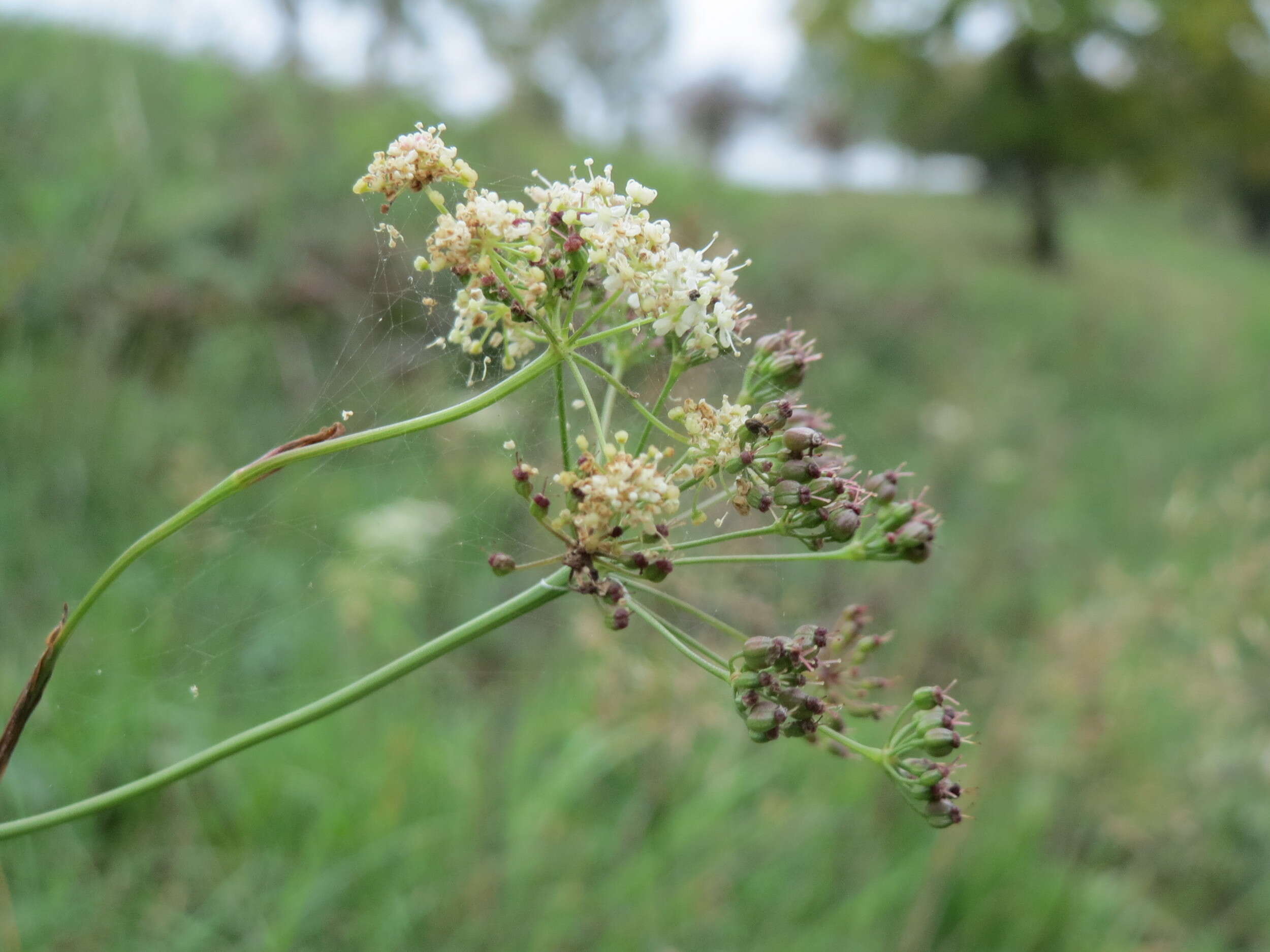 Image of burnet saxifrage