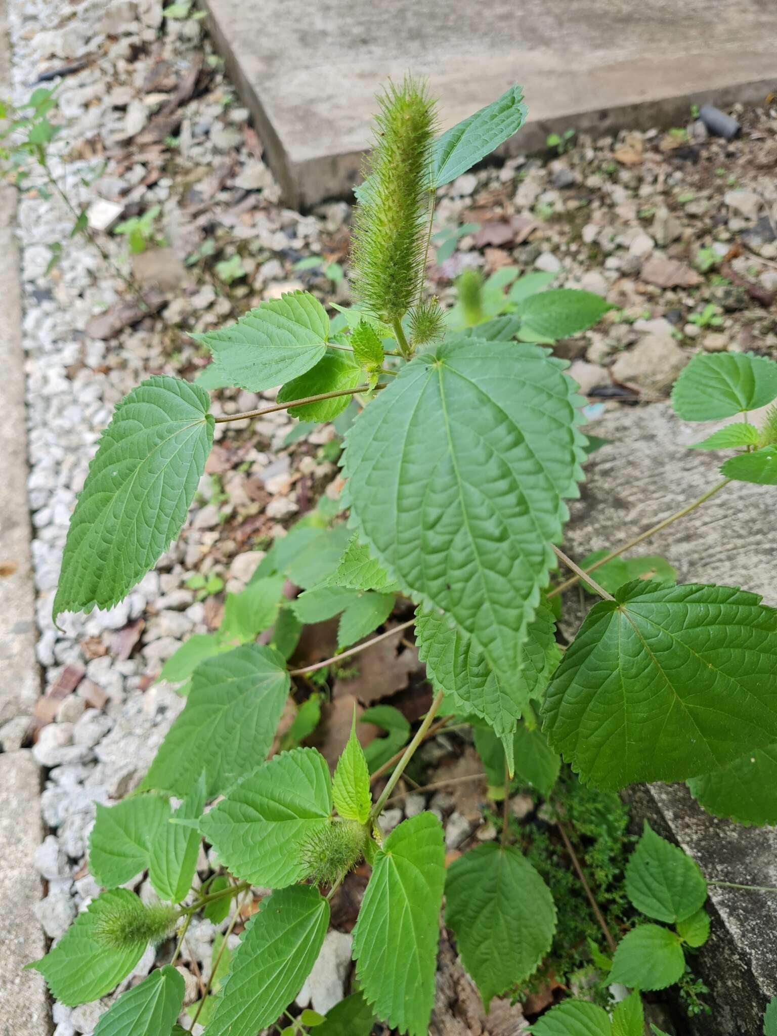 Image de Acalypha alopecuroidea Jacq.