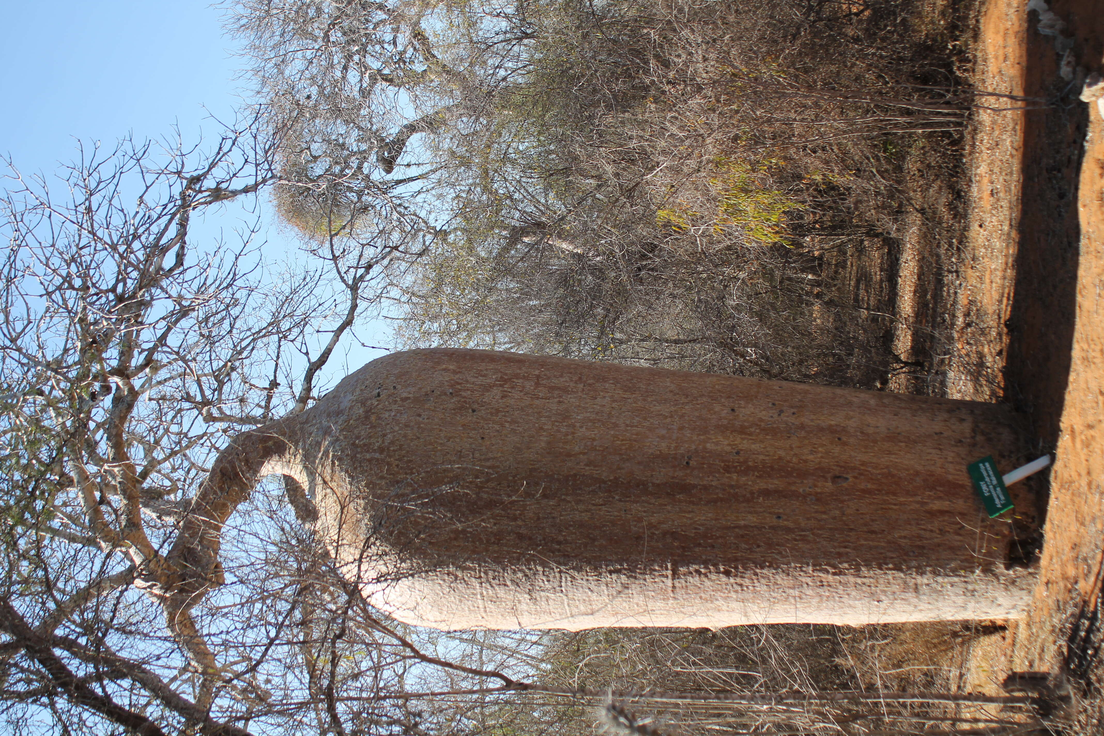 Image of Fony baobab