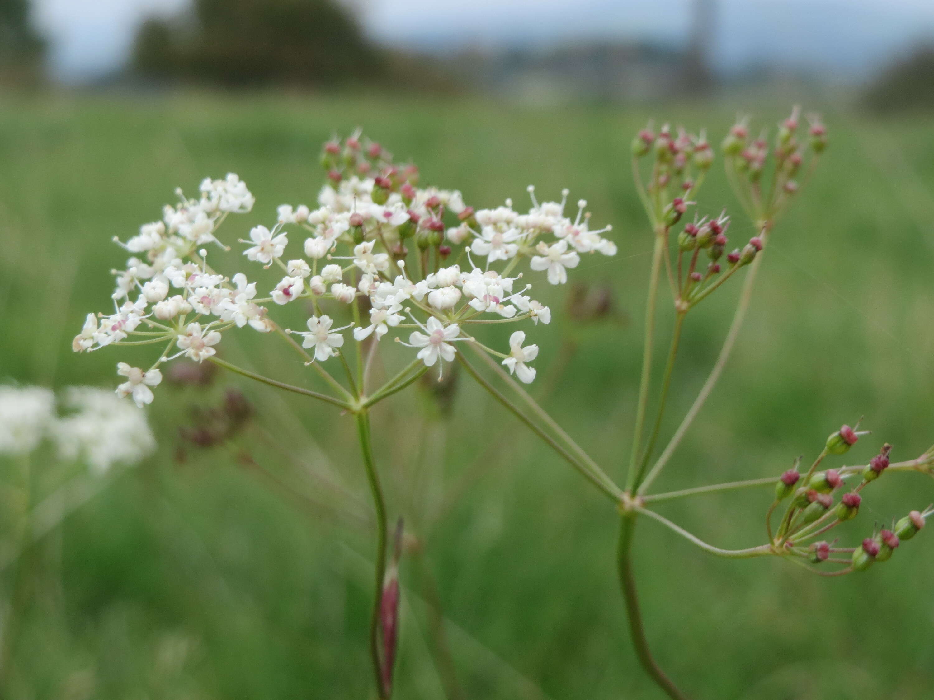 Image of burnet saxifrage