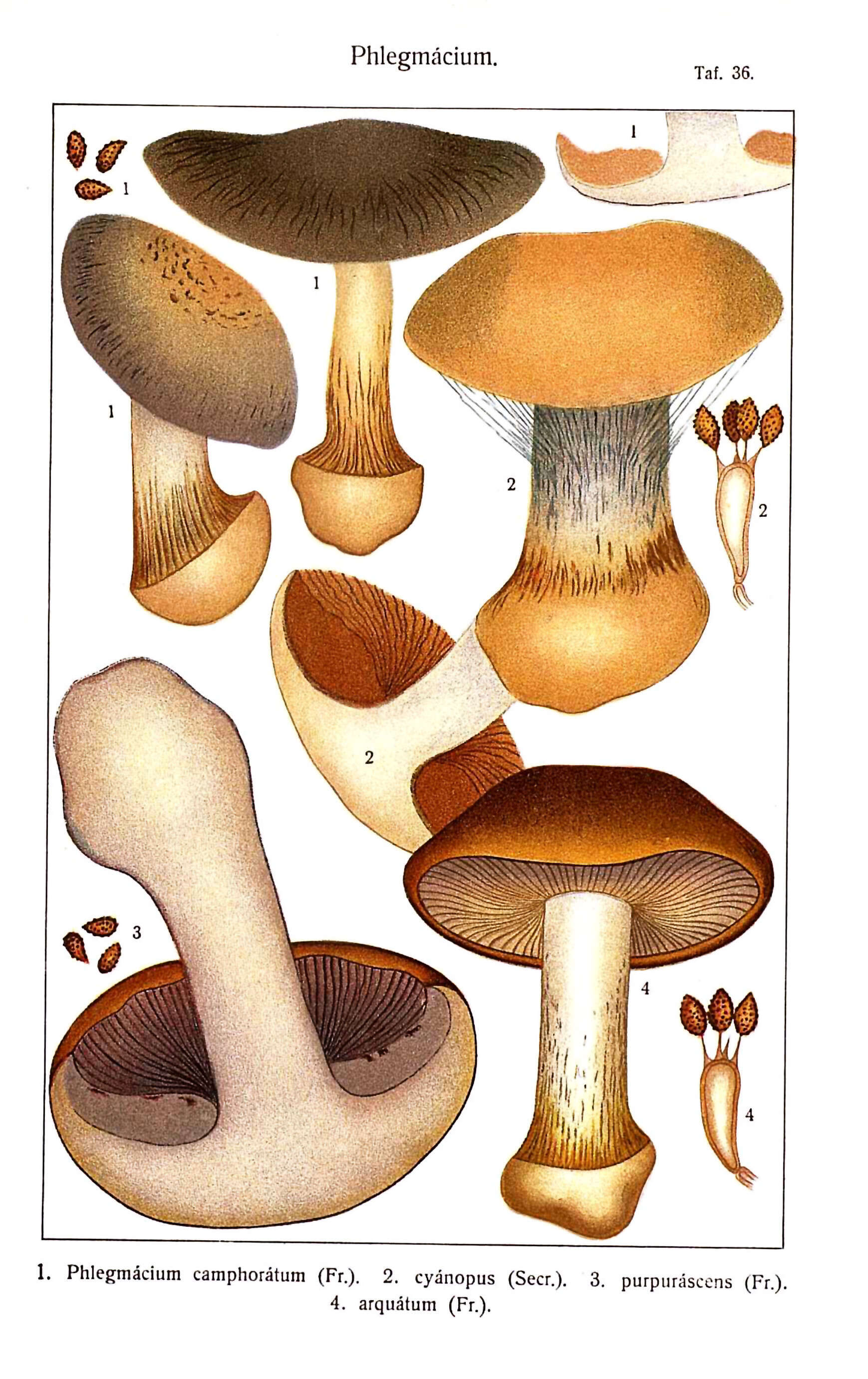 Image of Cortinarius purpurascens Fr. 1838