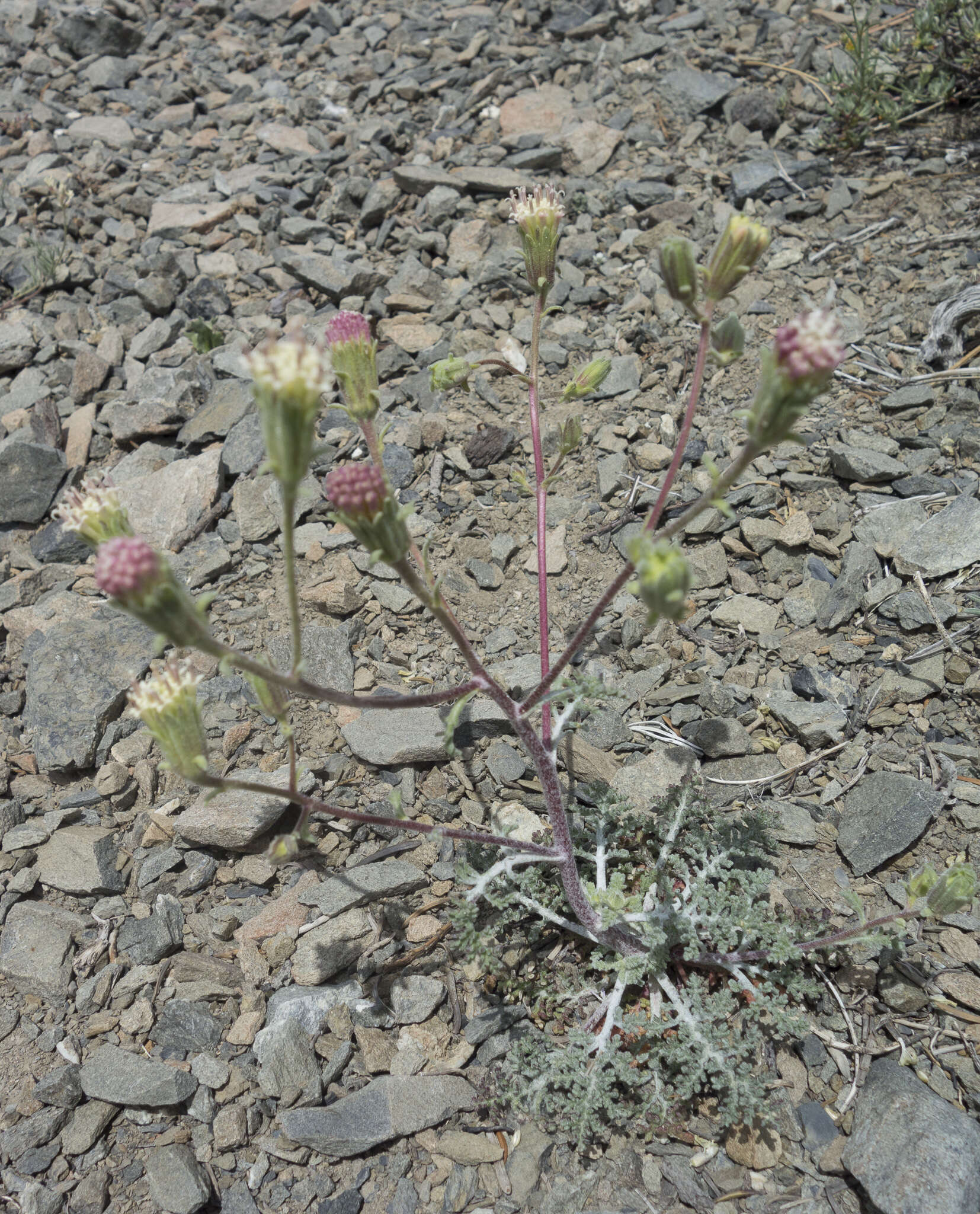 Sivun <i>Chaenactis <i>douglasii</i></i> var. douglasii kuva