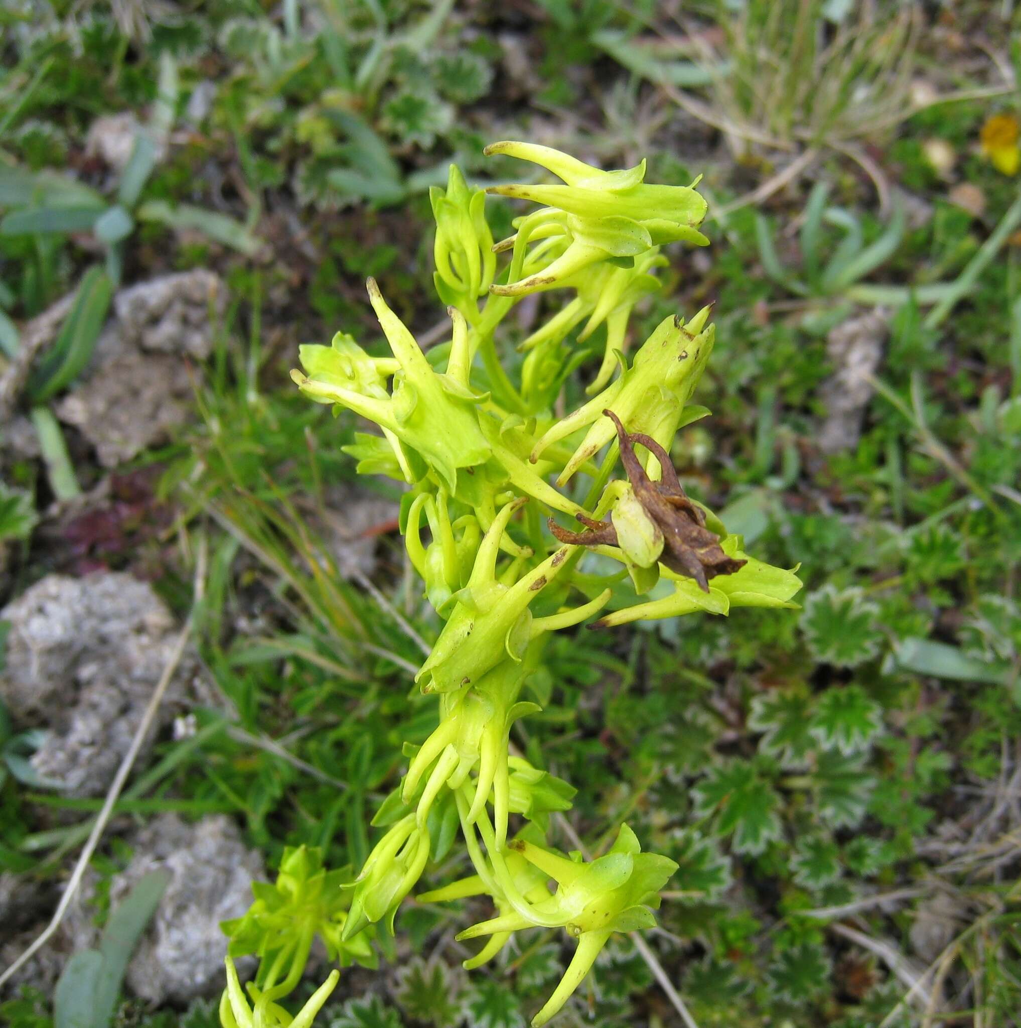 Image of Halenia weddelliana Gilg