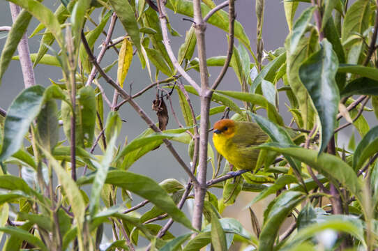 Image of Rust-and-yellow Tanager