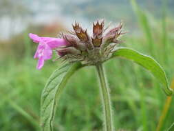 Image of wild basil