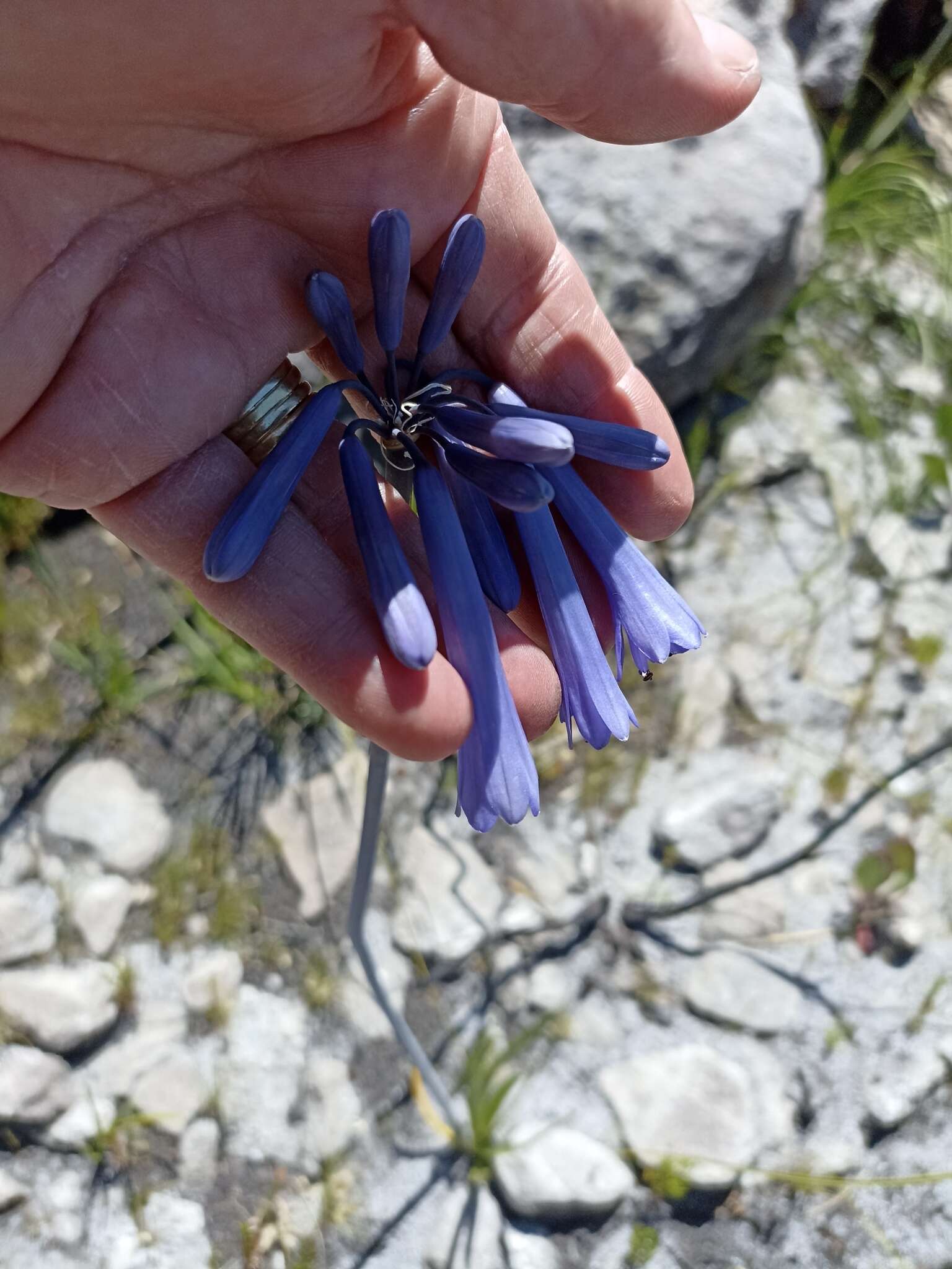 Imagem de Agapanthus walshii L. Bolus