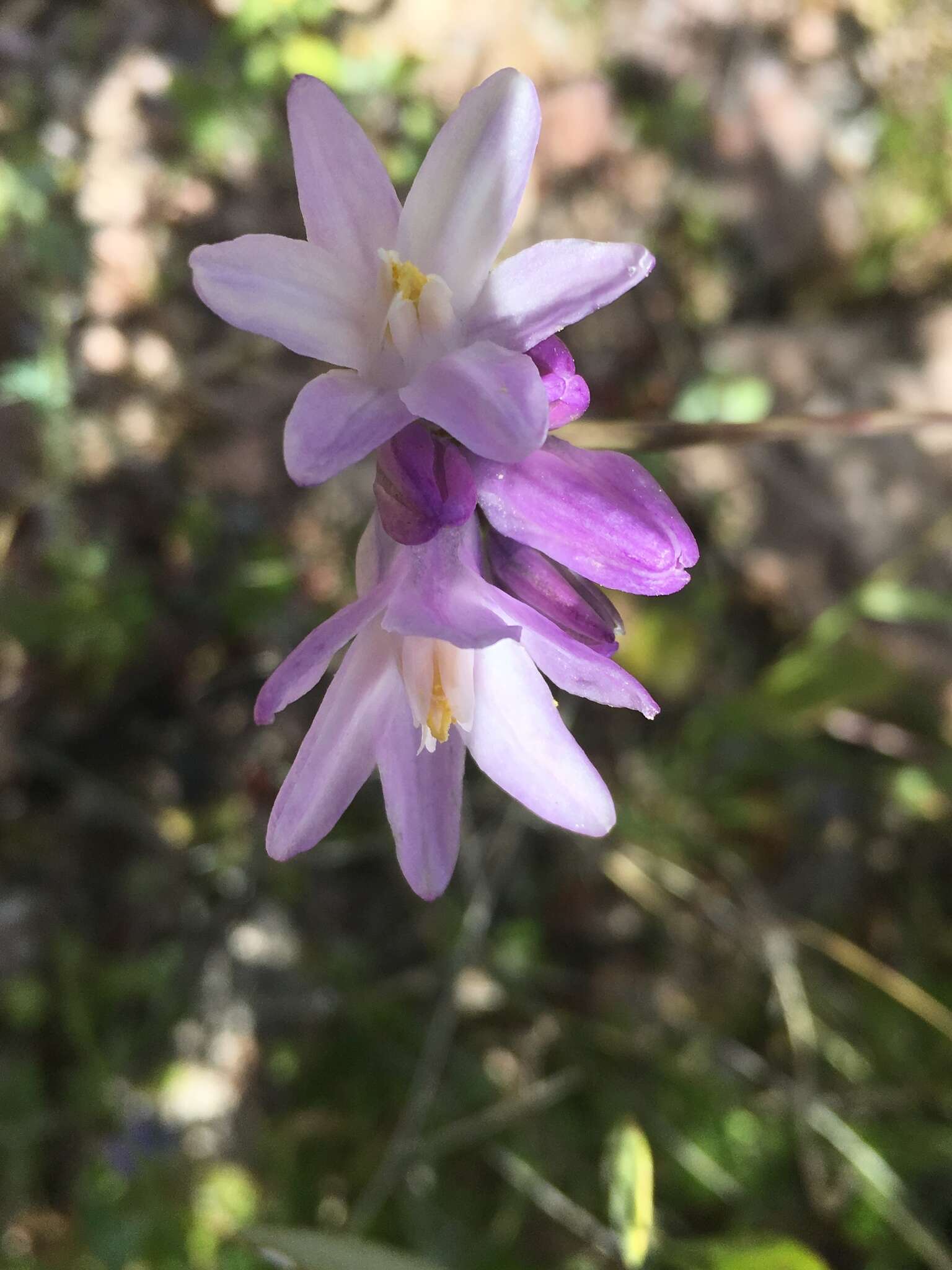 Image de Dipterostemon capitatus subsp. pauciflorus