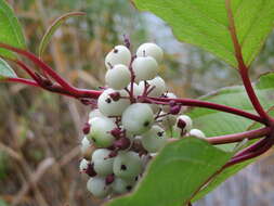 Image of Red-Barked Dogwood