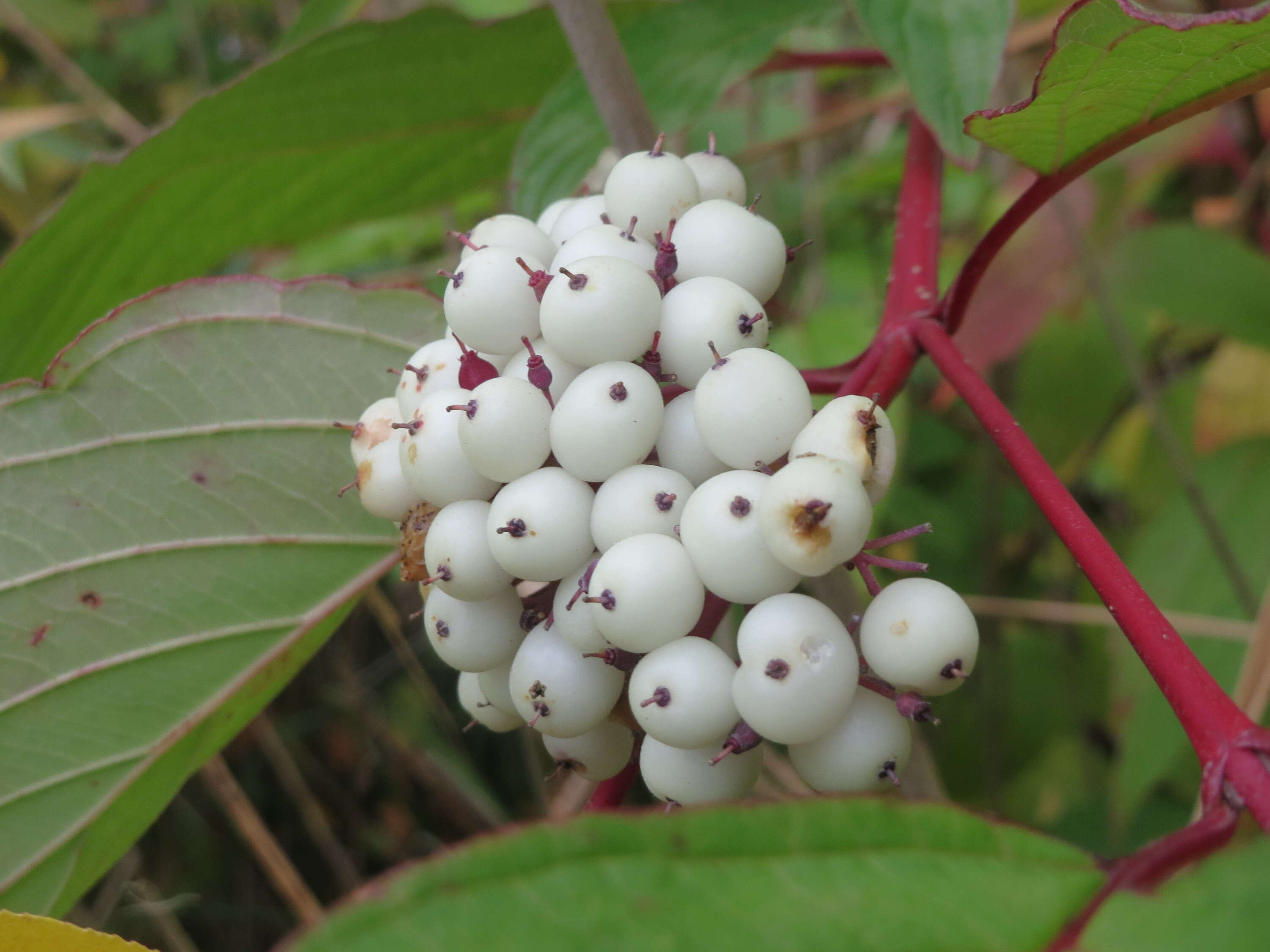 Image of Red-Barked Dogwood