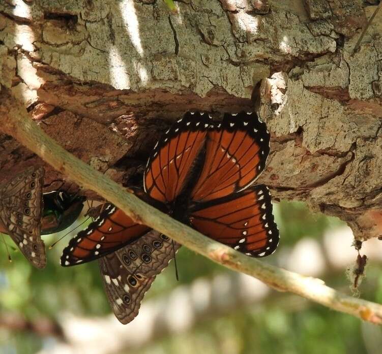 Imagem de Limenitis archippus obsoleta Edwards