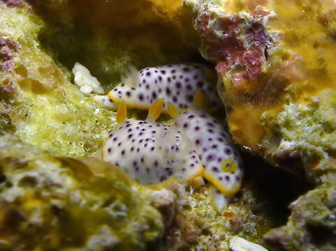 Image of Chromodoris aspersa (Gould 1852)