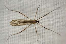 Image of Crane fly