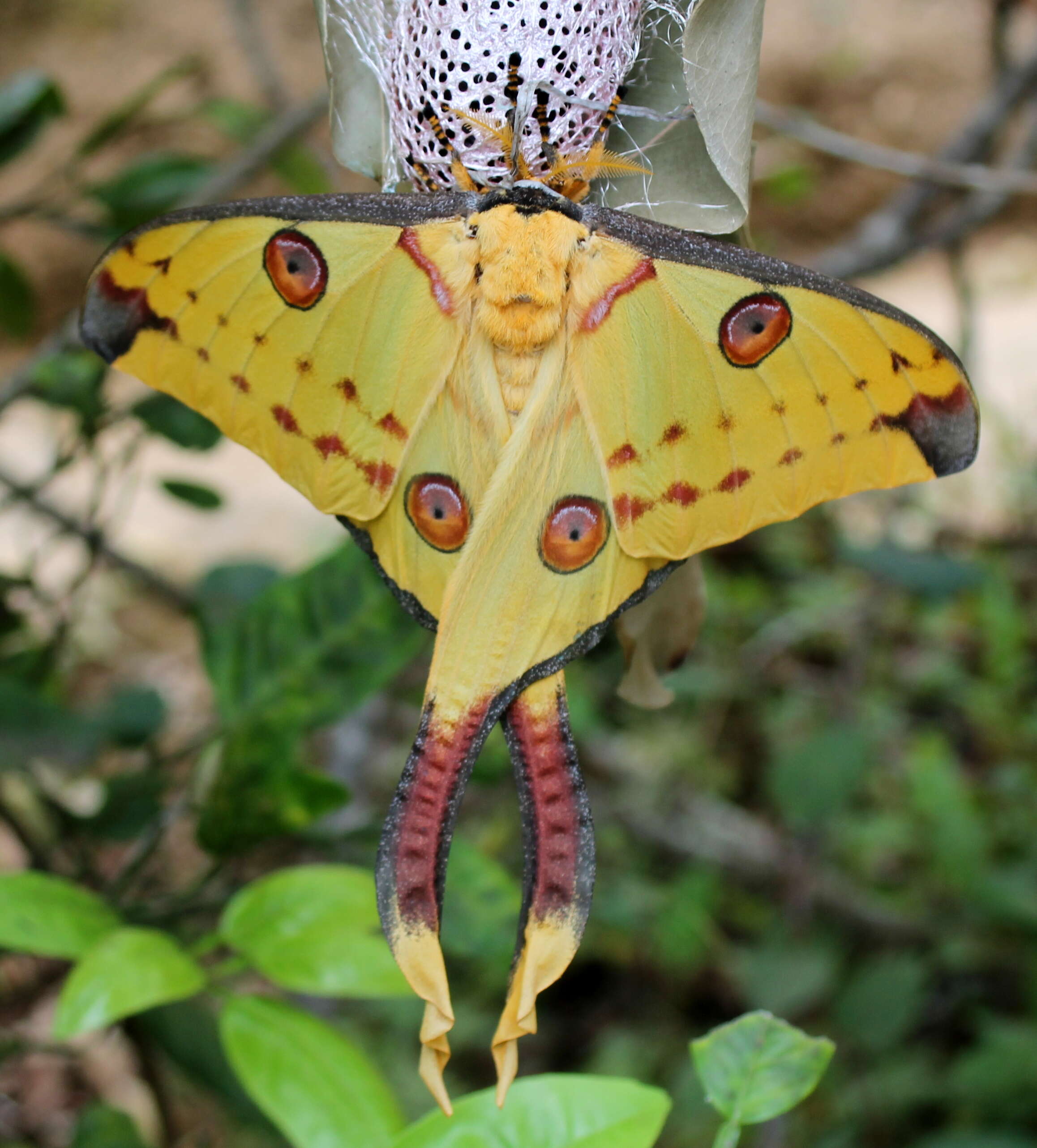 Image of comet moth