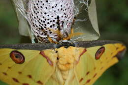 Image of comet moth