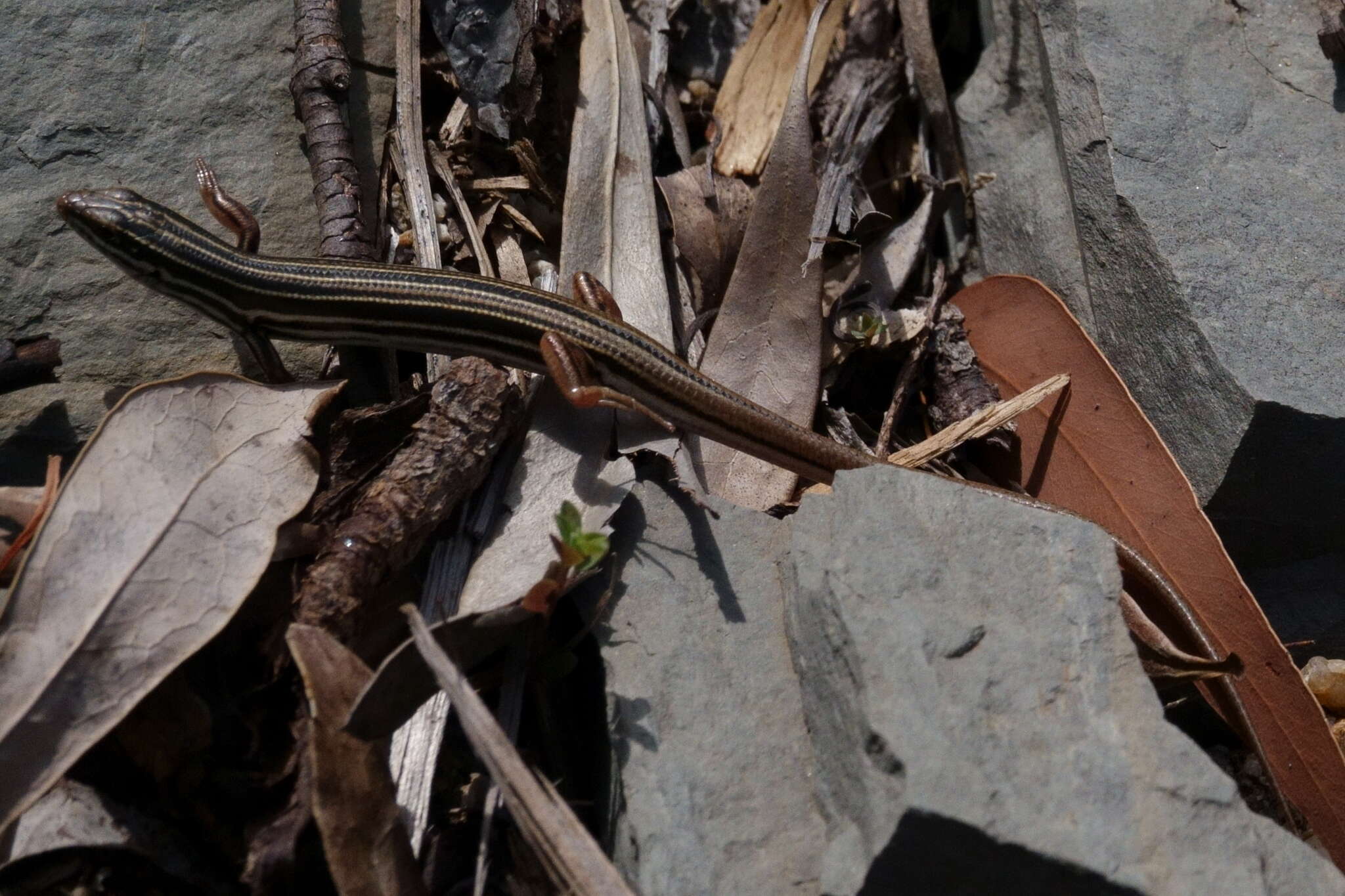 Image of Copper-Tailed Skink