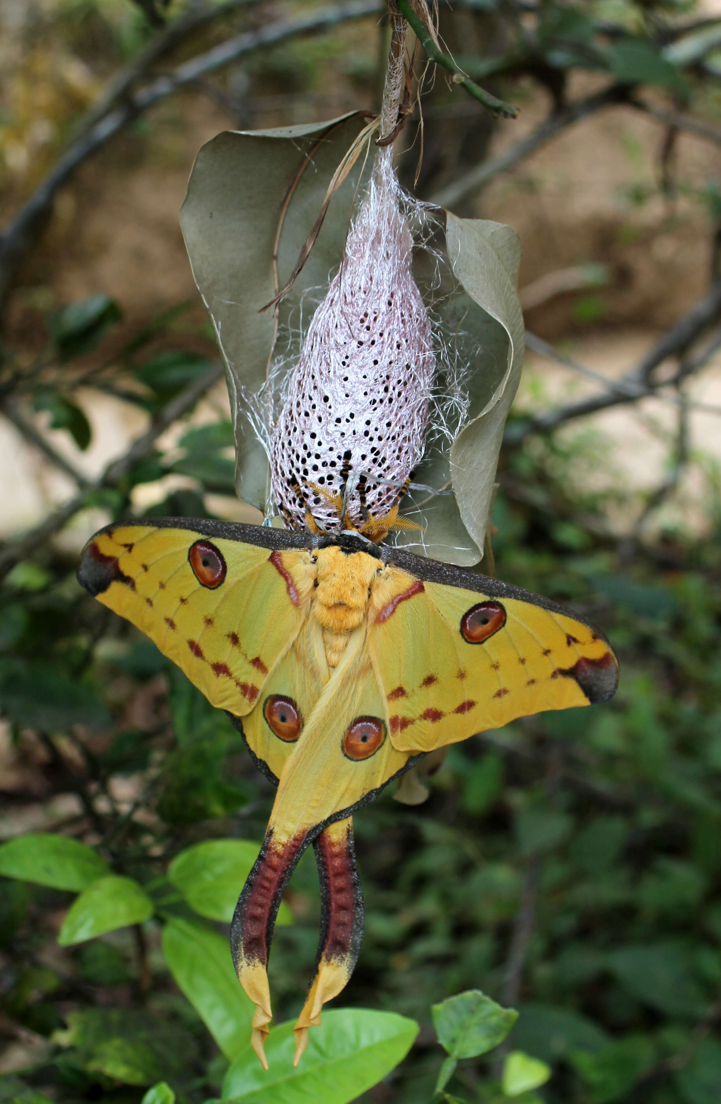 Image of comet moth