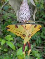 Image of comet moth