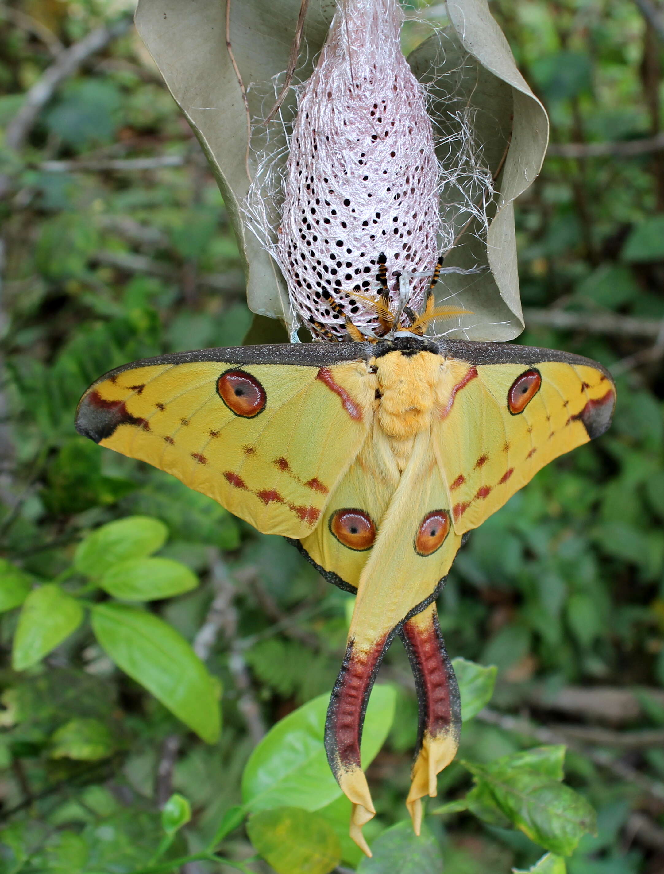 Image of comet moth