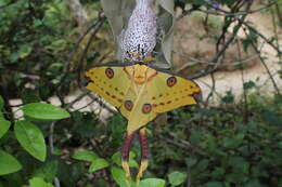 Image of comet moth