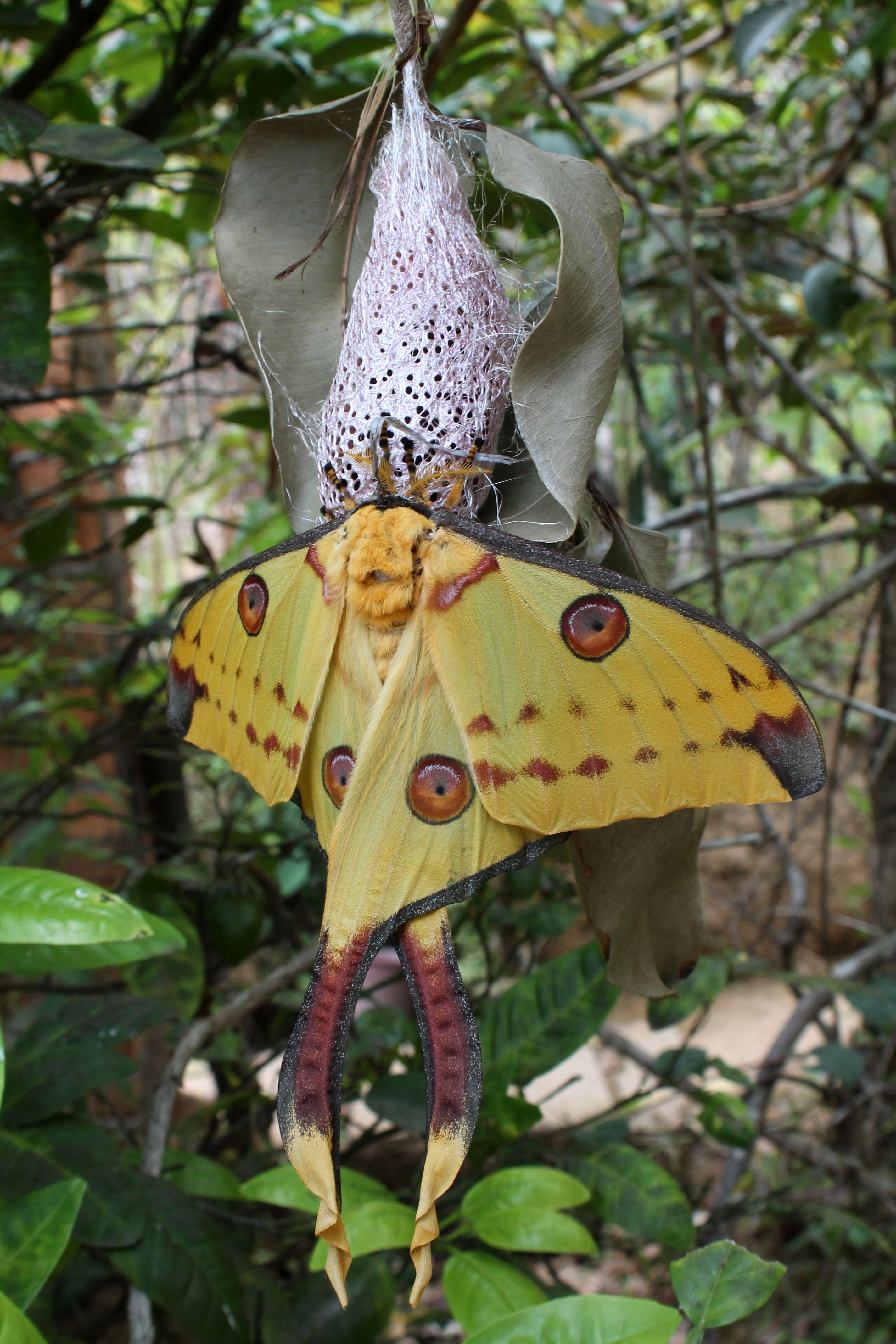 Image of comet moth