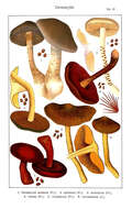 Image of Cortinarius anomalus (Fr.) Fr. 1838