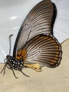 Image of Giant Blue Swallowtail
