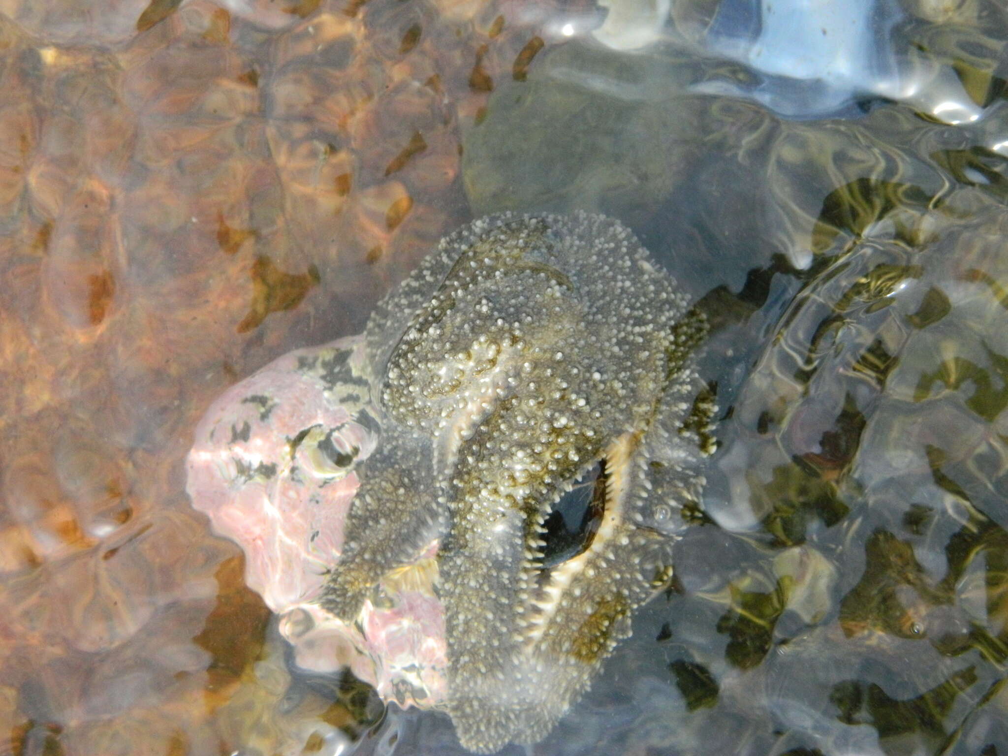 Image of Leptasterias subgen. Hexasterias Fisher 1930