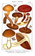 Image of Cortinarius pholideus (Lilj.) Fr. 1838